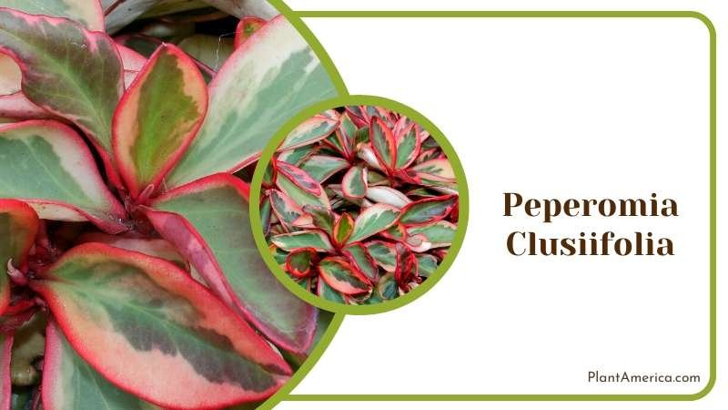 Red Green Leaves of Peperomia Clusiifolia Plant America