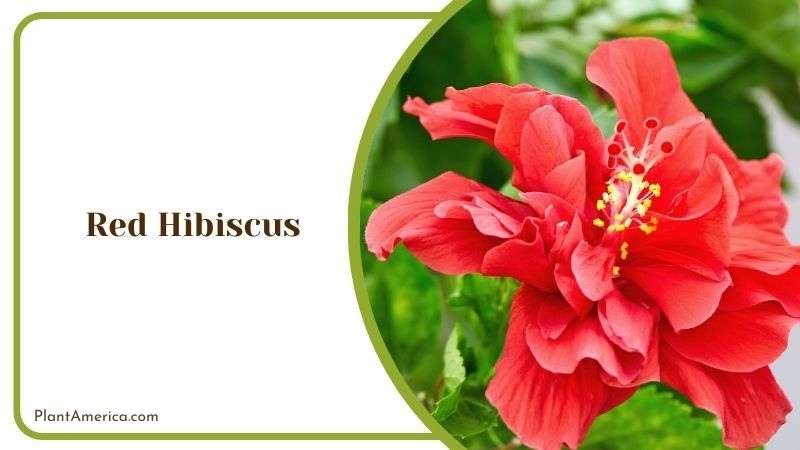 Red Hibiscus Plant America 1