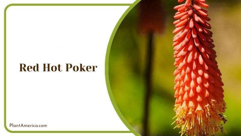 Red Hot Poker PlantAmerica