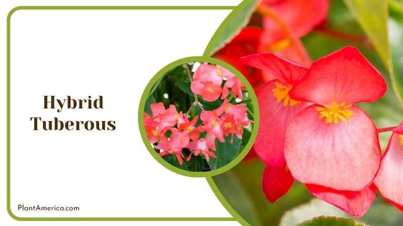 Red Hybrid Tuberous Begonia Plant America Red Hybrid Tuberous Begonia Plant America