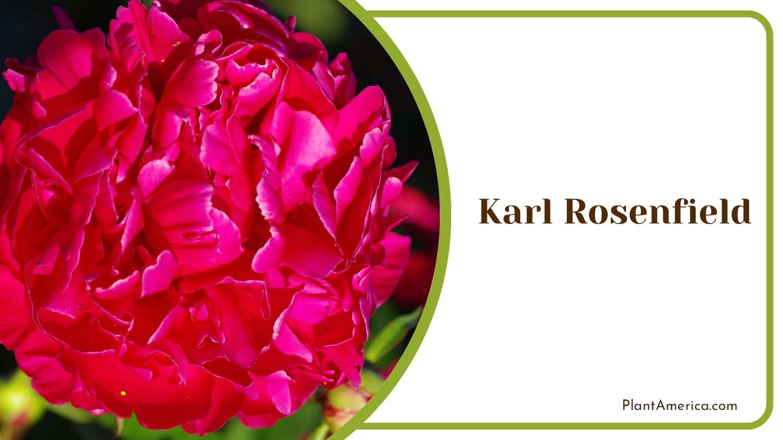 Red Karl Rosenfield Plant America