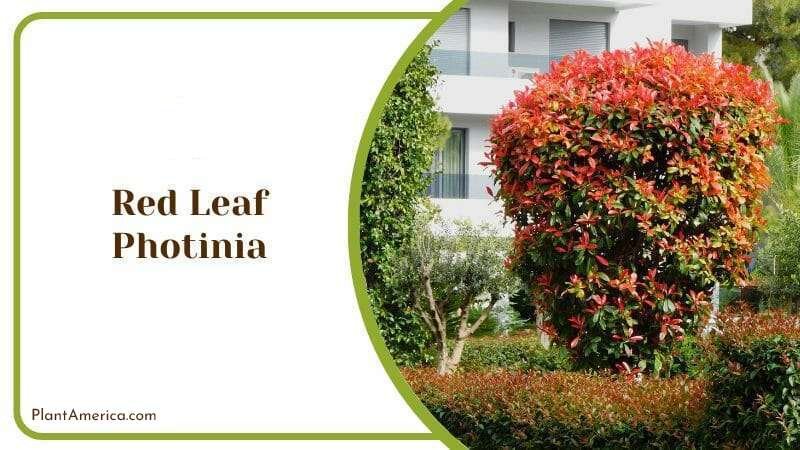 Red Leaf Photinia Plant America