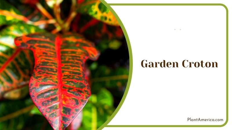 Red Leaves of Croton in Garden Plant America Red Leaves of Croton in Garden Plant America