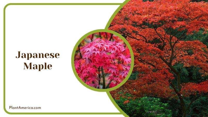 Red Leaves of Japanese Maple Tree Plant America Red Leaves of Japanese Maple Tree Plant America