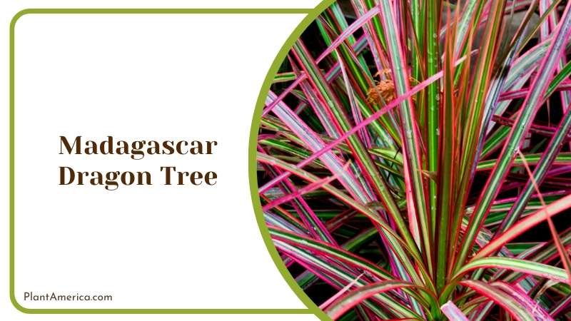 Red Madagascar Dragon Tree Plant America Red Madagascar Dragon Tree Plant America