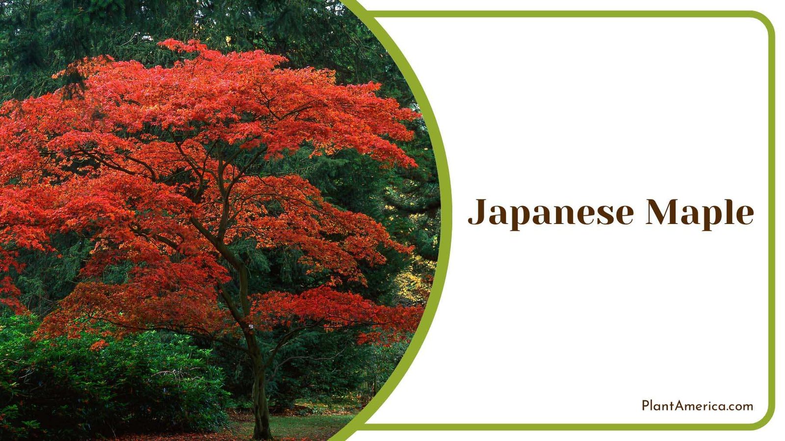 Red Maple Plant America 1