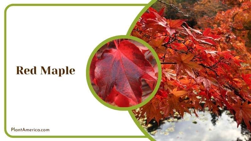 Red Maple Tree along the Pool Side Plant America Red Maple Tree along the Pool Side Plant America