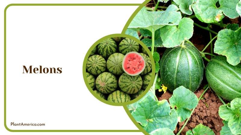 Red Melons with Green Plants Plant America