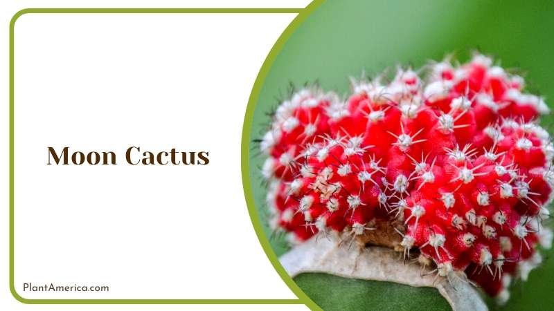 Red Moon Cactus Plant America Red Moon Cactus Plant America