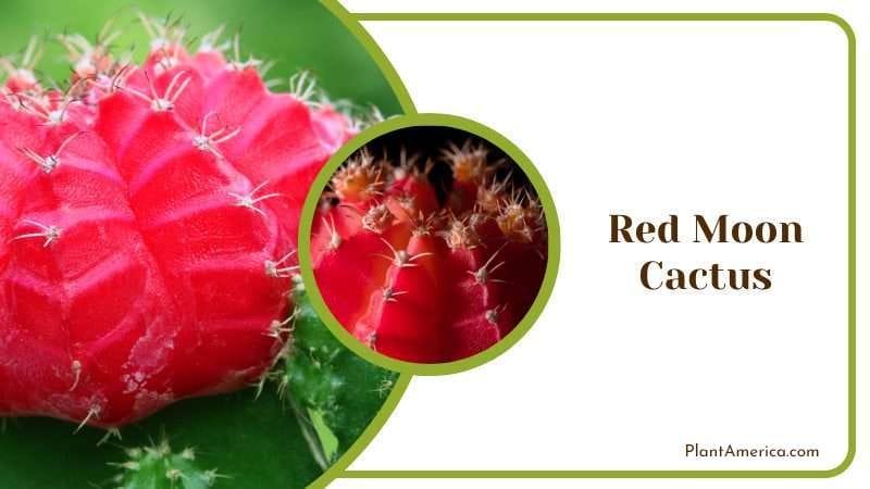 Red Moon Cactus PlantAmerica Red Moon Cactus PlantAmerica
