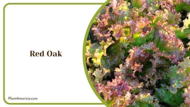 Red Oak Plant America Red Oak Plant America