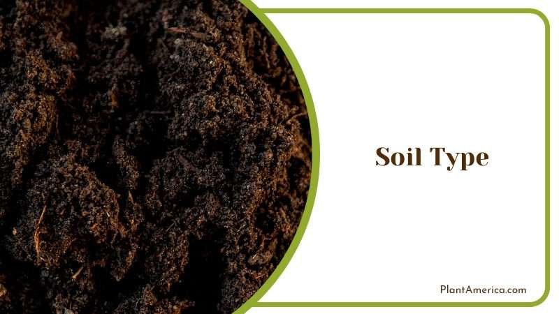Red Oak Soil Requirements Plant America