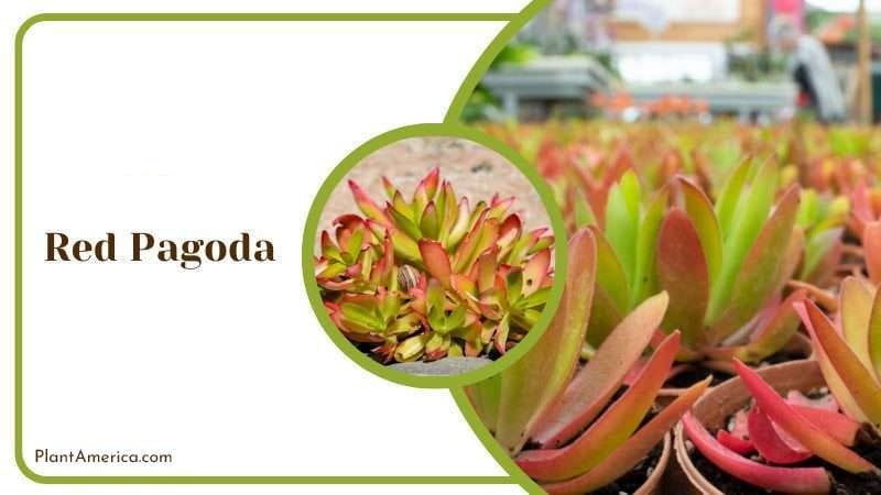 Red Pagoda PlantAmerica Red Pagoda PlantAmerica