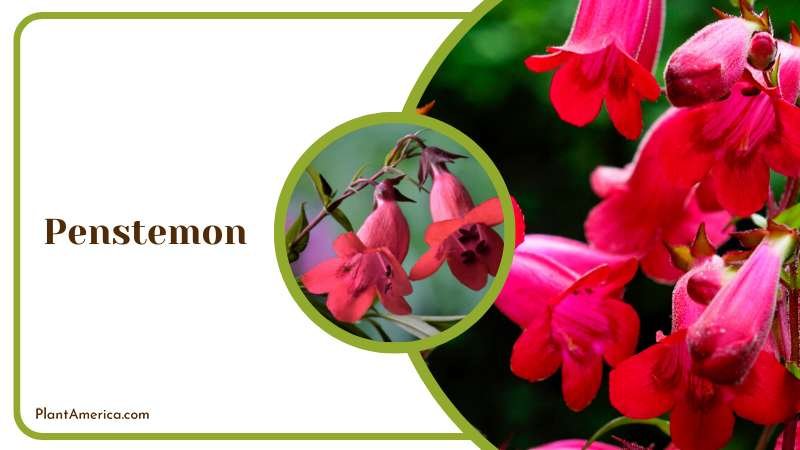 Red Penstemon Flowers in Plants Plant America