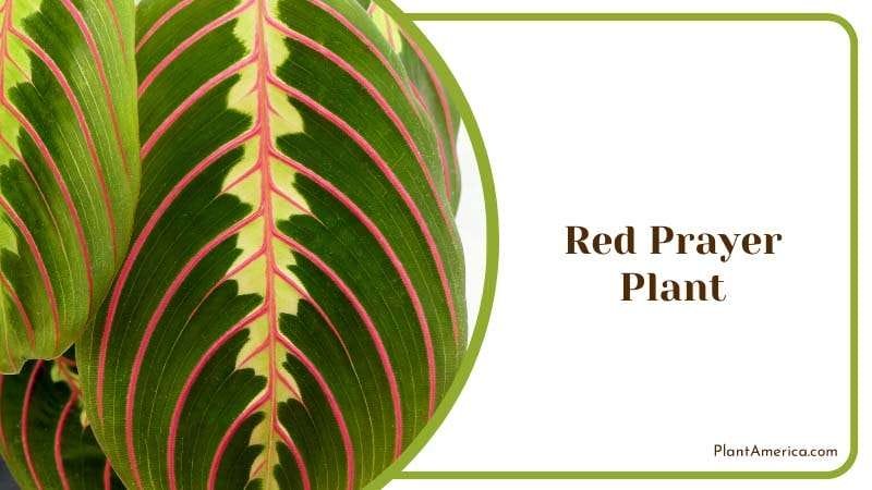 Red Prayer Plant Leaves Plant America Red Prayer Plant Leaves Plant America