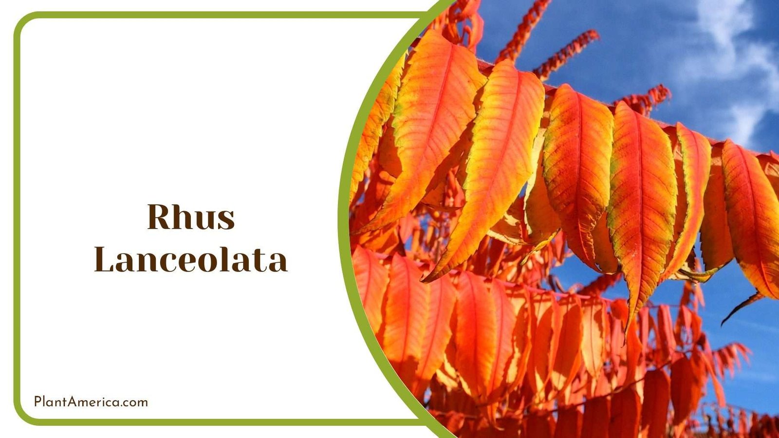 Red Rhus Lanceolata PlantAmerica