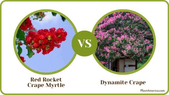 Red Rocket Crape Myrtle vs Dynamite Crape Myrtle - Showdown - Plant America