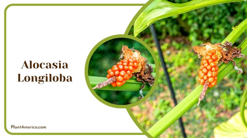 Red Seed of Alocasia Longiloba Plants ~ PlantAmerica
