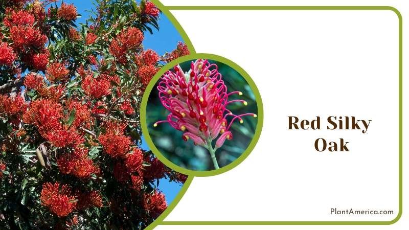 Red Silky Oak Plant America