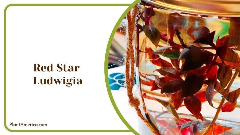 Red Star Ludwigia in the Jar Plant America
