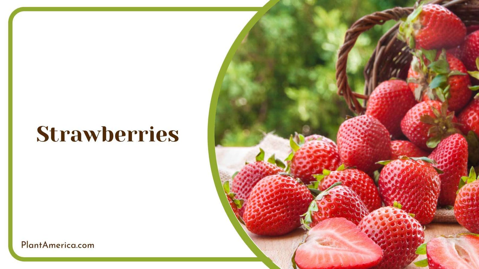 Red Strawberries From The Garden Plant America