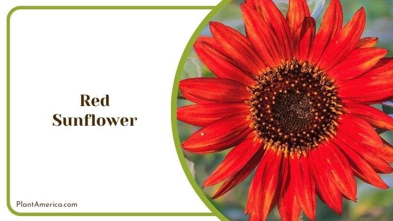 Red Sunflower Plant America