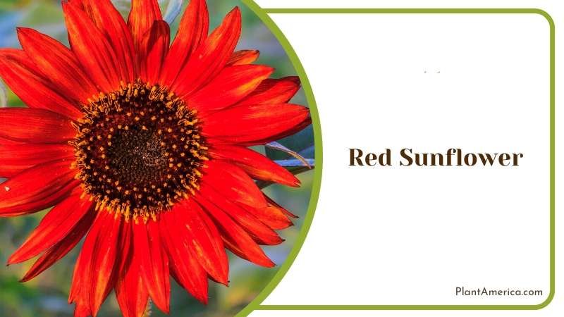 Red Sunflower in the Farm Plant America