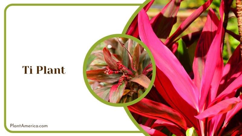 Red Tie Plants with Colored Leaves Plant America Red Tie Plants with Colored Leaves Plant America