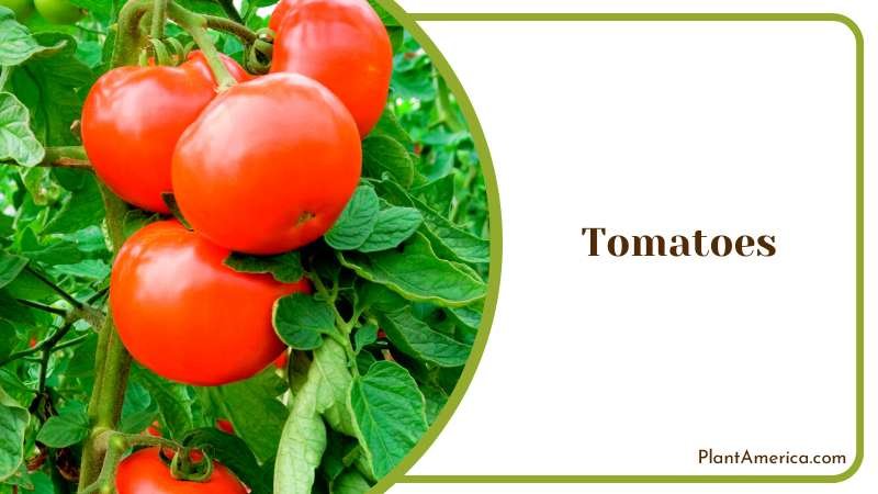 Red Tomatoes Hanging on a Plant Plant America