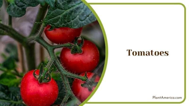 Red Tomatoes Plant America