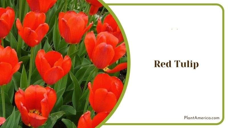 Red Tulip Plant America
