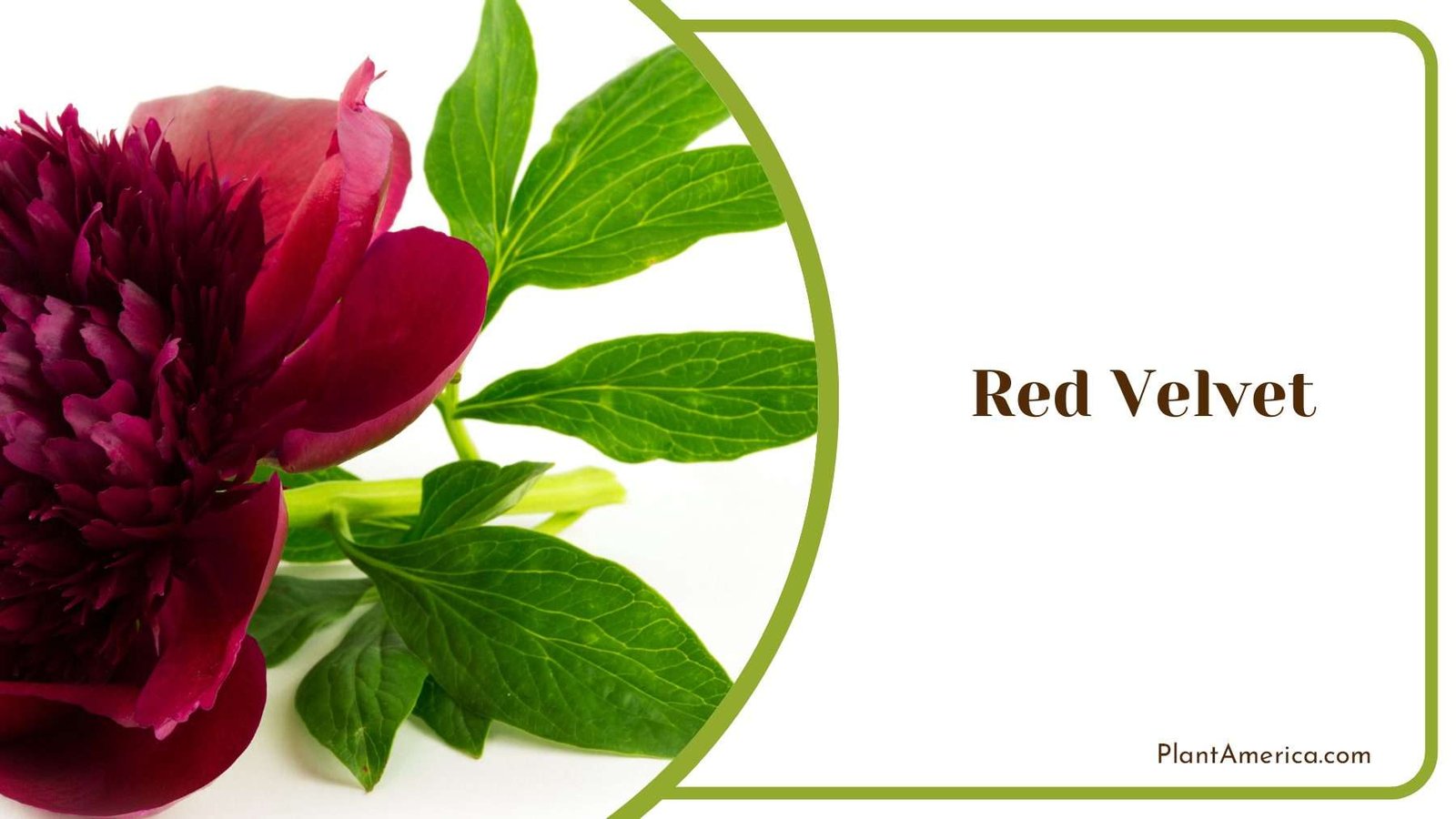 Red Velvet With Green Leaves Plant America