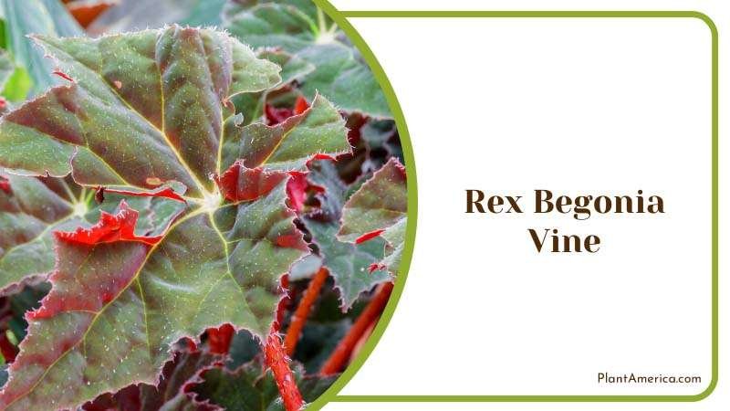 Red Vine of Rex Begonia Plants Plant America