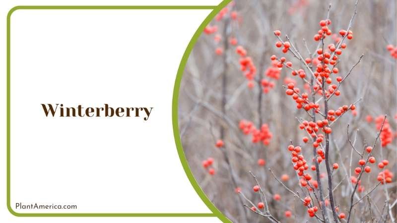 Red Winterberry Plant Plant America