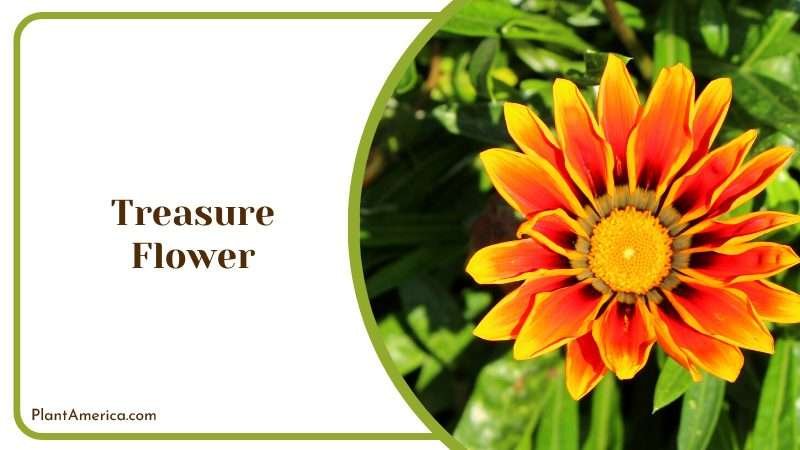 Red Yellow Treasure Flower Plant America