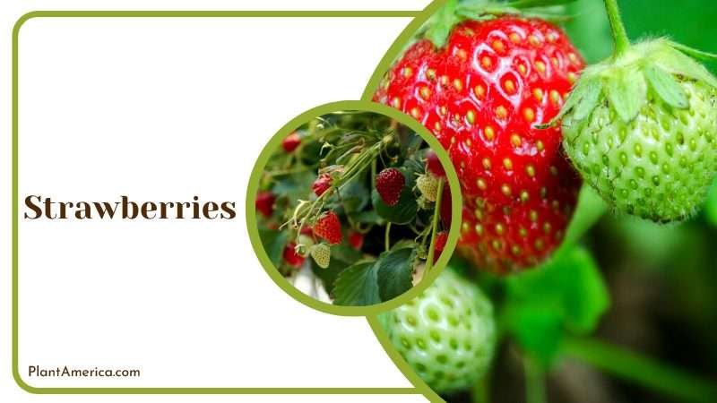 Red and Green Strawberries Plant America