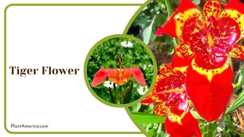 Red and Yellow Colored Tiger Flower Plant America