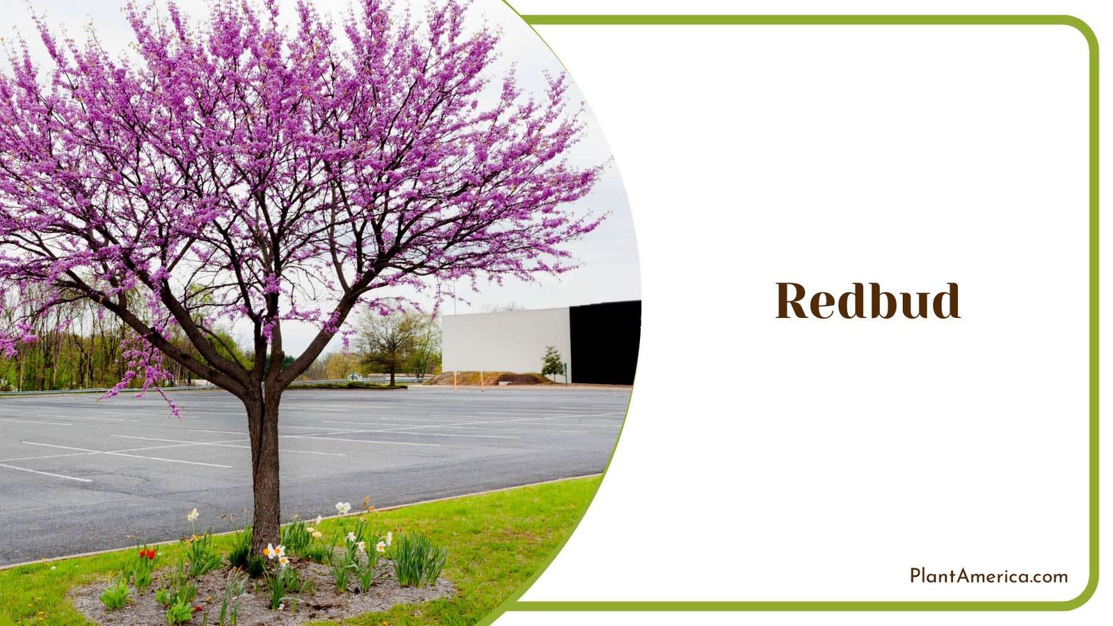Redbud Elegance In The Yard Plant America