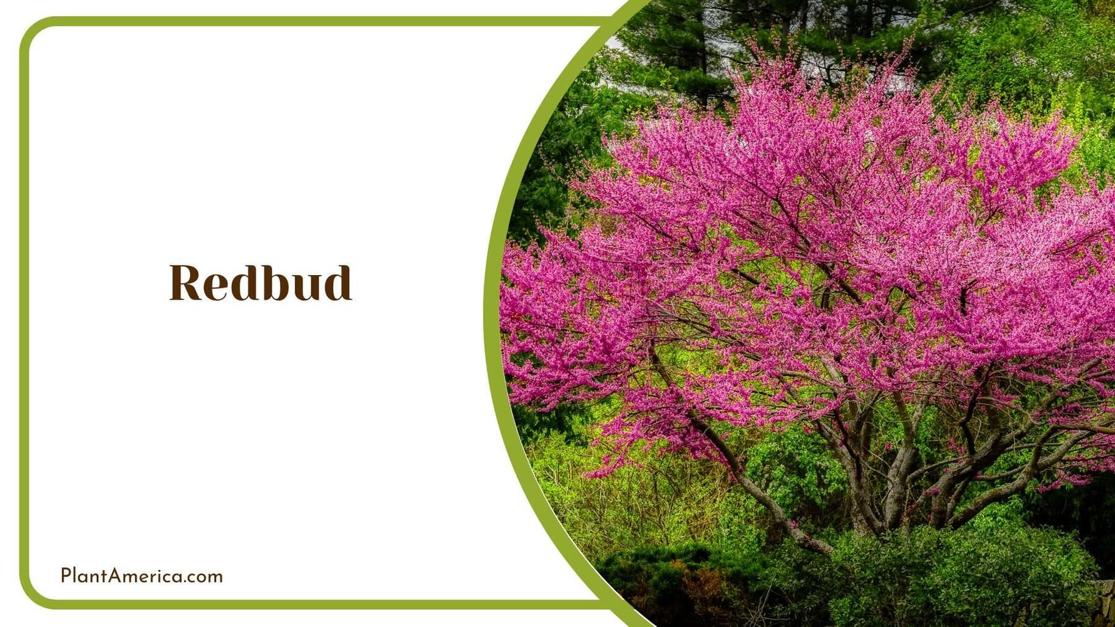 Redbud Flower Plant America