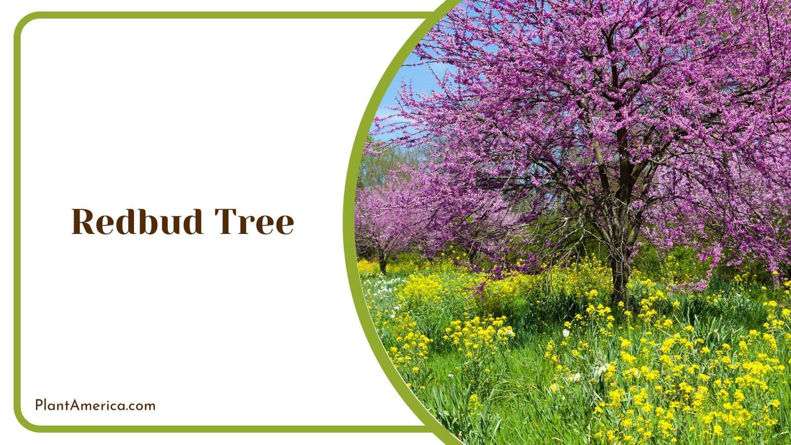 Redbud Tree Blooms In Nature Plant America