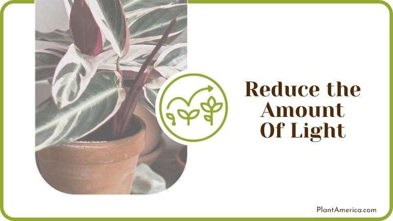 Reduce the Amount of Light Plant America