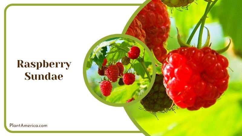 Refreshing Raspberry Sundae Peony Plant America