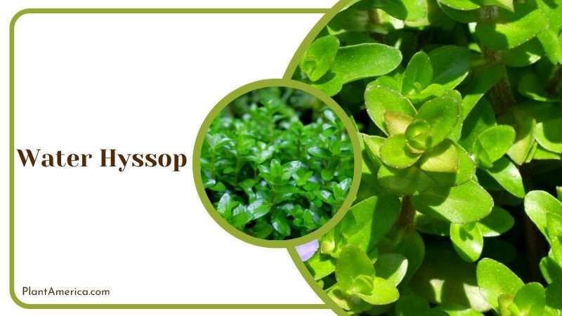 Refreshing Water Hyssop Plant America
