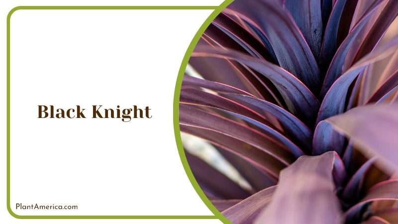 Regal Black Knight Buddleia Plant America