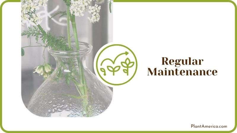 Regular Maintenance PlantAmerica