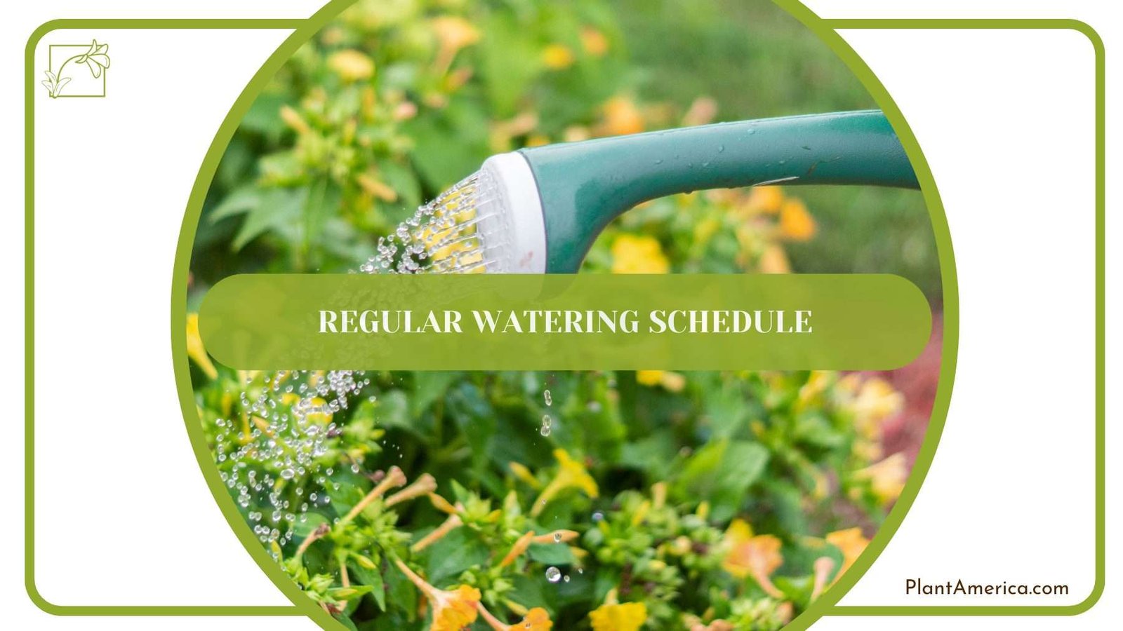 Regular Watering Schedule PlantAmerica