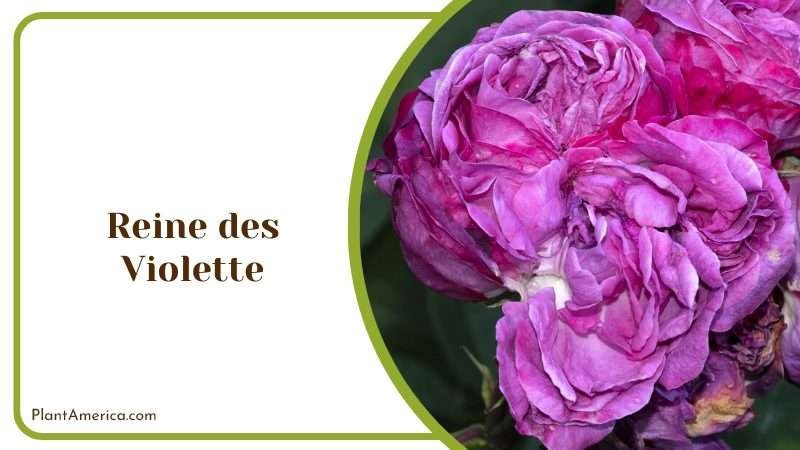Reine des Violettes Rose Plant America