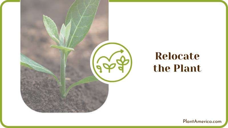 Relocating the Plant in Soil Plant America Relocating the Plant in Soil Plant America