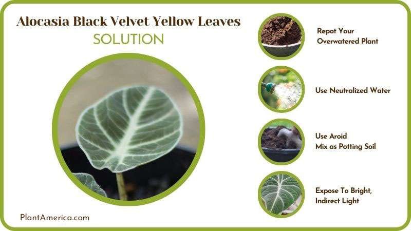 Remedies for Alocasia Black Velvet Yellow Leaves ~ PlantAmerica