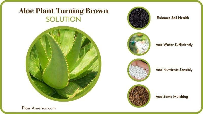 Remedies for Aloe Plant Turning Brown Plant America